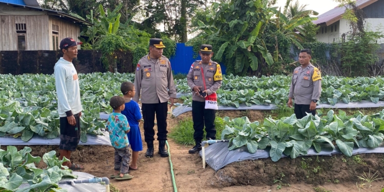 Lahan Pertanian Binaan Polda Papua Sangat Mendongkrak Ekonomi Warga