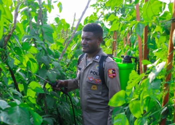 Dukung Ketahanan Pangan Nasional di Papua, Brigpol Victor Merani Manfaatkan Pekarangan Berkebun