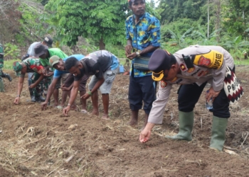Polres Yapen Polda Papua, Tanam Bibit Jagung Dukung Ketahanan Pangan