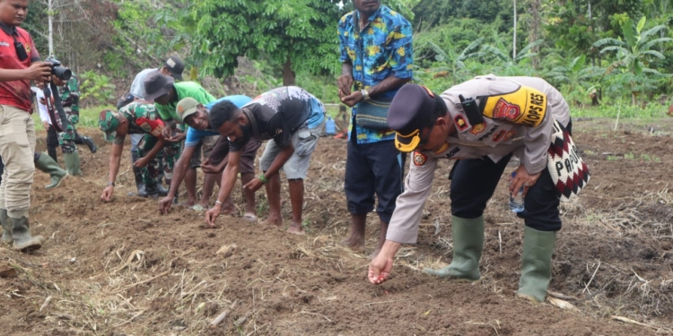 Polres Yapen Polda Papua, Tanam Bibit Jagung Dukung Ketahanan Pangan