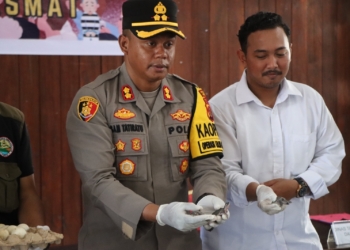 Polres Asmat Polda Papua  Ungkap Kasus Perdagangan Ribuan Labi-Labi Moncong Babi
