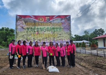 Kapolsek Bonggo Polda Papua Lakukan Penanaman Jagung dan Kacang Tanah Dukung Ketahanan Pangan