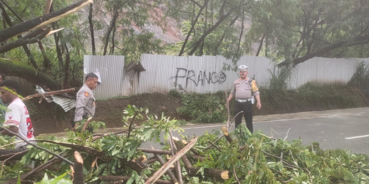 Polres Jayapura di Terjunkan  Bersihkan Pohon Tumbang Akibat Hujan Deras di Jayapura