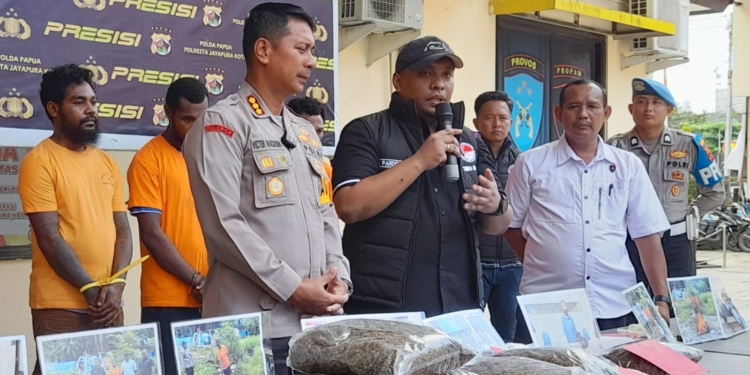 Selama Februari 2025, Polresta Jayapura Sudah Amankan 9 WNI dan 2 WNA, Beserta 7.053 Gram Ganja di Kota Jayapura