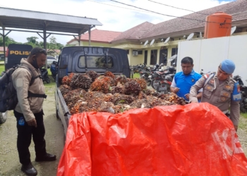 Mencuri Buah Sawit 51 Tandan, Para Pelaku Berurusan Dengan Pihak Berwajib di Arso Timur