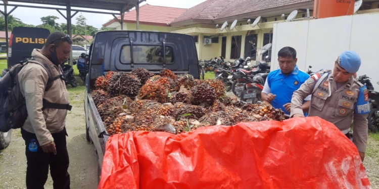 Mencuri Buah Sawit 51 Tandan, Para Pelaku Berurusan Dengan Pihak Berwajib di Arso Timur