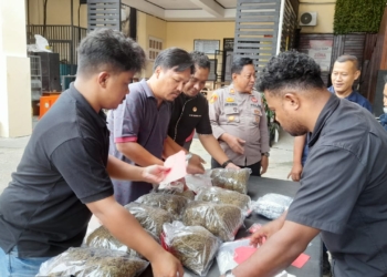 Sebanyak 26 Orang Di Tangkap, Sejak Bulan Januari – Mei 2025 Karna Penyalagunaan Narkotika, Dan Dominasi Jenis Ganja