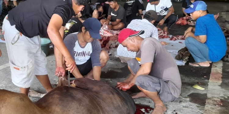 Kejati Papua Sembelih 3 Ekor Sapi, Pada Hari Raya Idul Adha 1446 H/2025
