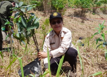 DLHK Kota Bersama WRI dan Mahasiswa UOG Papua Gelar Aksi Penanaman 500 Pohon