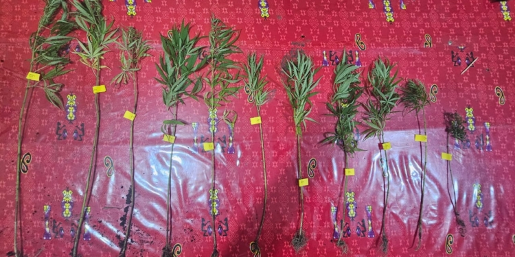 Polres Jayawijaya Amankan 11 Batang Pohon Ganja di Kampung Wawanca