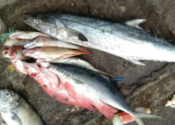 Harga Ikan Laut Melonjak Pasca Lebaran, Kadis Perikanan Jayapura Sebut Ada Dua Faktor Penyebab