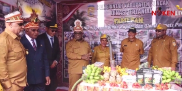 Papua Tengah siapkan penanaman 1,6 juta pohon kopi di wilayah pegunungan
