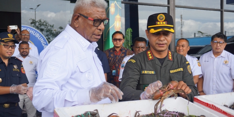 Kepiting Bakau Asal Timika Sukses Tembus Pasar Malaysia