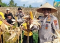 Ketahanan Pangan Papua Menguat, Polda Papua Sukses Tingkatkan Produksi Jagung