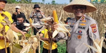Ketahanan Pangan Papua Menguat, Polda Papua Sukses Tingkatkan Produksi Jagung