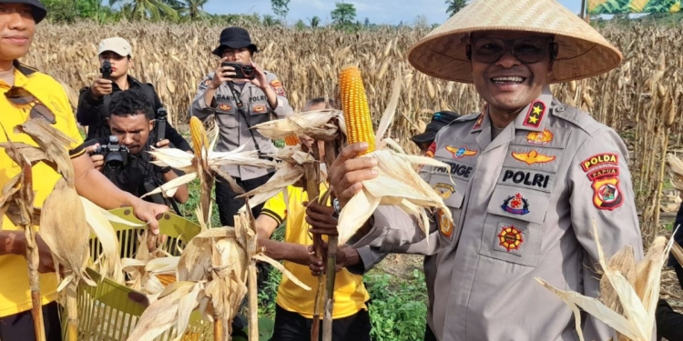 Ketahanan Pangan Papua Menguat, Polda Papua Sukses Tingkatkan Produksi Jagung