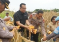Kapolda Papua Tengah Instruksikan Jajaran Dukung Ketahanan Pangan Dan Pertanian Jagung