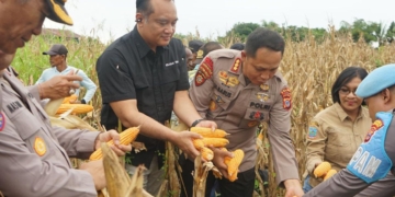 Kapolda Papua Tengah Instruksikan Jajaran Dukung Ketahanan Pangan Dan Pertanian Jagung