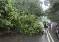 Akibat Hujan disertai Angin Kencang, Pohon Tumbang di Jalan Ringroad, Jayapura Selatan