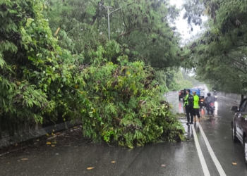 Foto Humas Polresta Jayapura/ ket foto: Sebuah pohon tumbang pasca hujan lebat disertai angin kencang di Jayapura, pada Kamis, (8/10) malam.