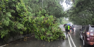 Akibat Hujan disertai Angin Kencang, Pohon Tumbang di Jalan Ringroad, Jayapura Selatan