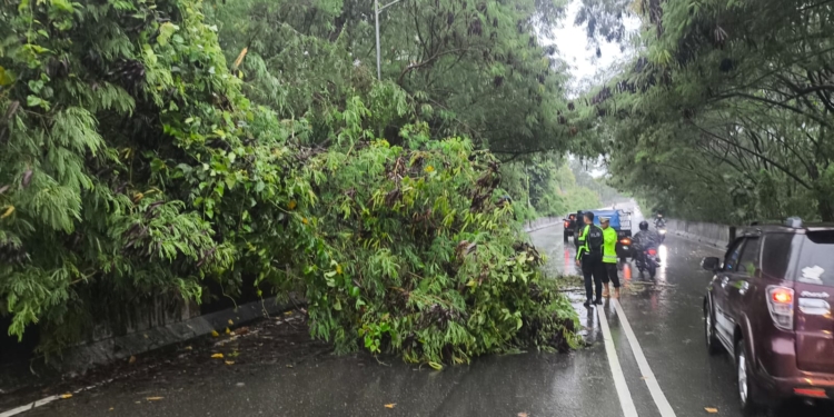 Akibat Hujan disertai Angin Kencang, Pohon Tumbang di Jalan Ringroad, Jayapura Selatan