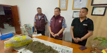 Polda Papua Temukan 10 kg Ganja, Empat Orang Ditangkap